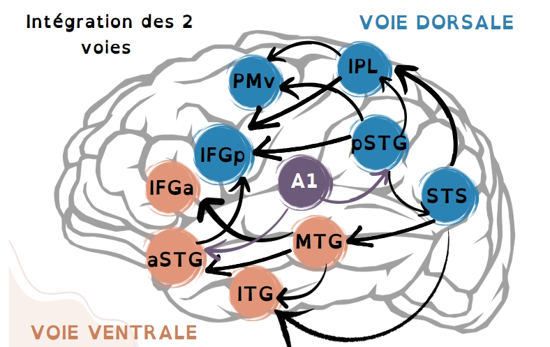modele_deux_voies_FR