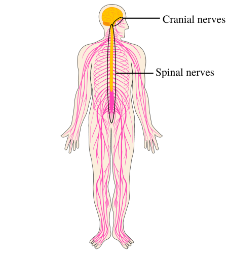 Facebook_Schéma_anatomie_SNC_Fig5_ENG