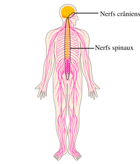 Facebook_schéma_anatomie_SNC_Fig5